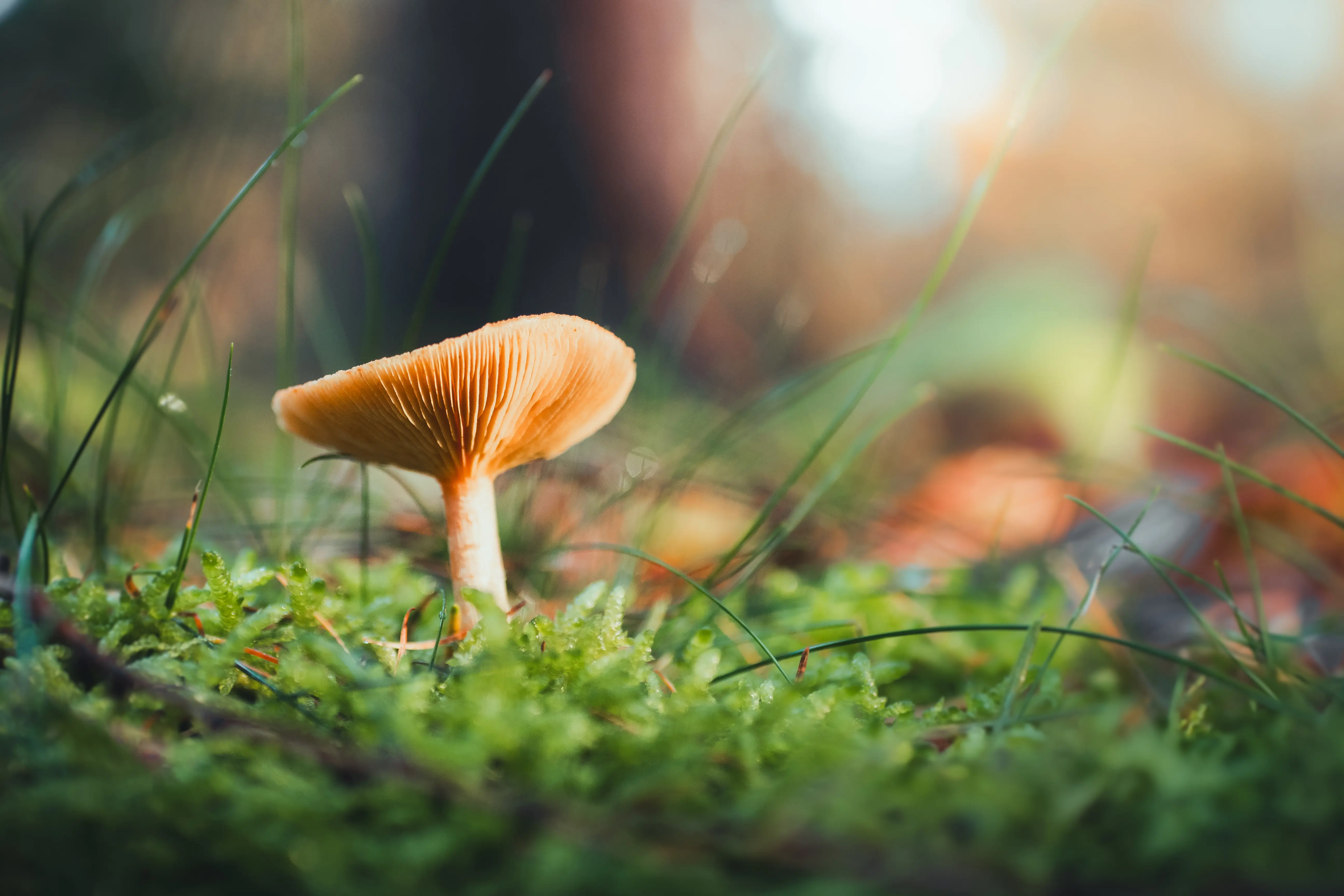 Paddenstoel in het bos met zacht zijlicht tijdens het gouden uur, gefotografeerd na zonsopgang.
