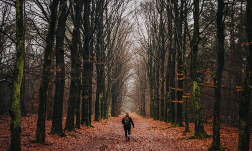 Wandeltip voor fotografen: NS-wandeling Utrechtse Heuvelrug