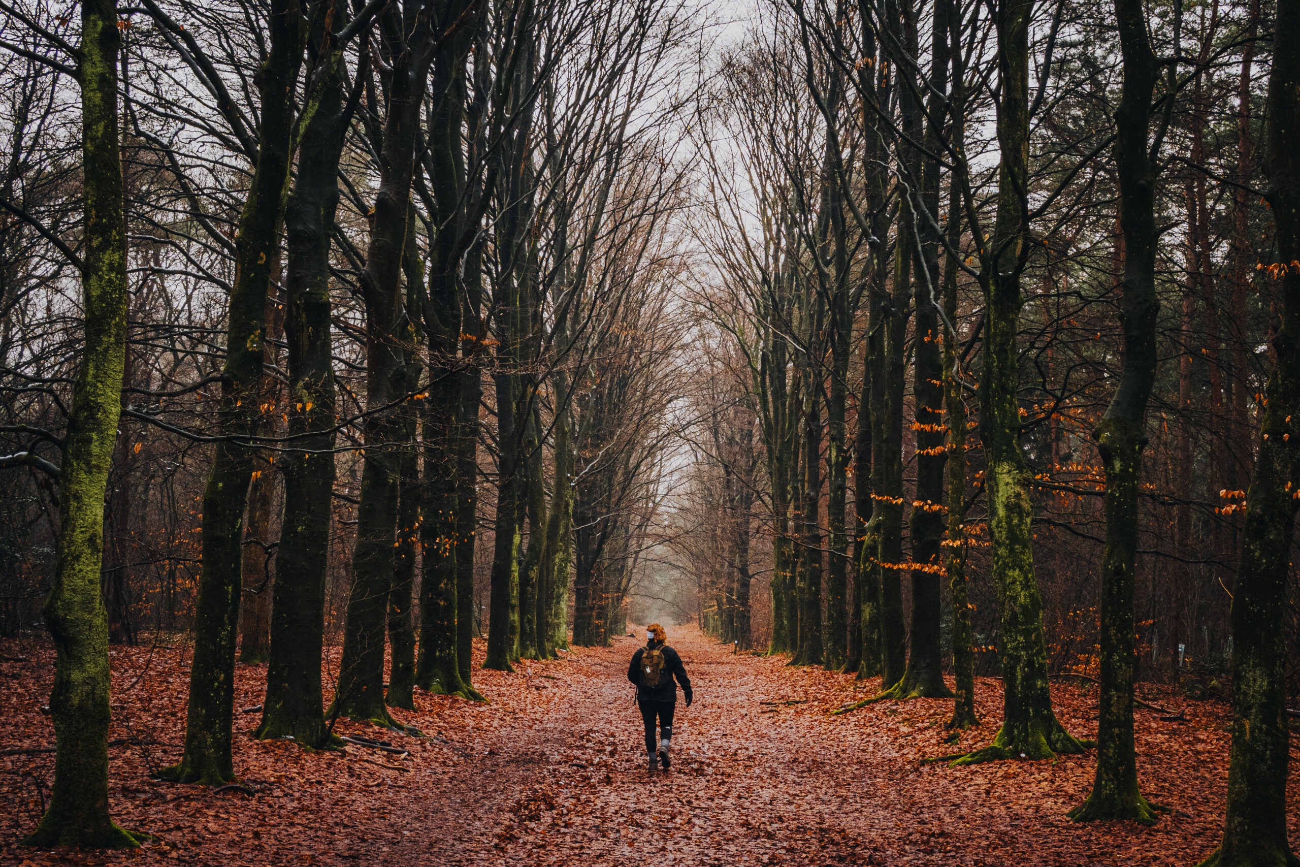 Je bekijkt nu Wandeltip voor fotografen: NS-wandeling Utrechtse Heuvelrug