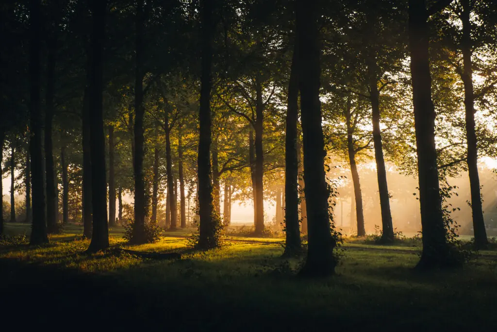 Laan met bomen in mist, gefotografeerd vanaf de zijkant tijdens het gouden uur na zonsopgang, met lange schaduwen.