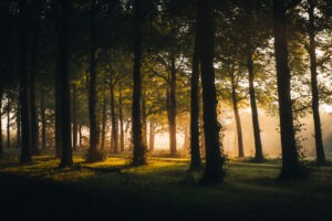 Lees meer over het artikel Het gouden uur fotograferen: zo maak je magische natuurfoto’s