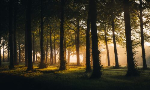 Het gouden uur fotograferen: zo maak je magische natuurfoto’s