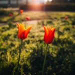 Fotograferen in de lente: tips en inspiratie