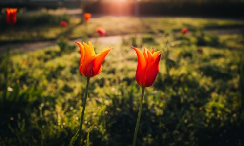 Fotograferen in de lente: tips en inspiratie