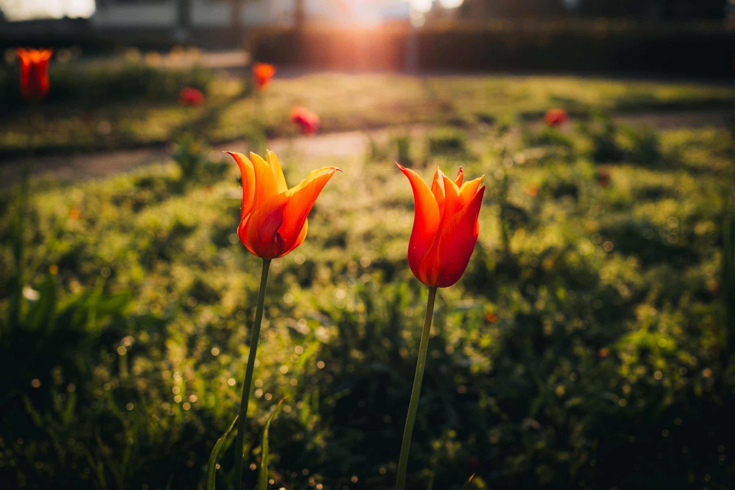 Je bekijkt nu Fotograferen in de lente: tips en inspiratie